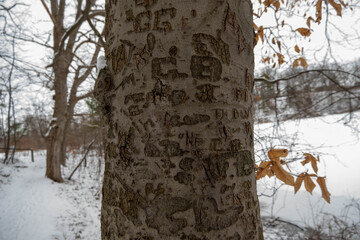 carvings in brown tree bark. Winter day with snow in the forest in London, Canada. Letters in tree