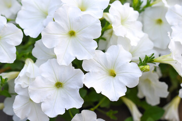 white flowers of a cherry