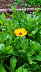 yellow flowers in the garden