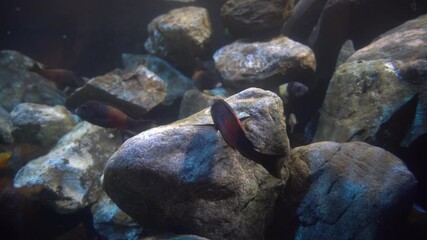 Tropheus Bemba striped fish shool in clear aquarium
