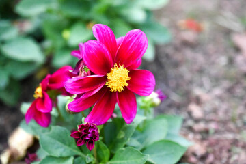 Fototapeta premium pink and yellow flower
