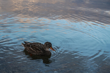 Duck on the Lake
