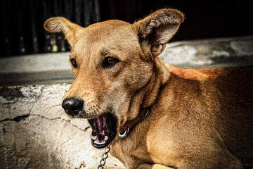 INDIAN BREED DOG ,CAN BE EASILY AVAILABLE ALL OVER INDIA 
MOST COMMON BREED ALSO KNOWN AS DESI DOG