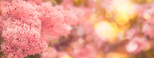 Floral spring natural background with pink lilac flowers. Banner with copy space