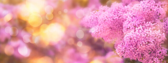 Fototapeta premium Floral spring natural background with pink lilac flowers. Banner with copy space