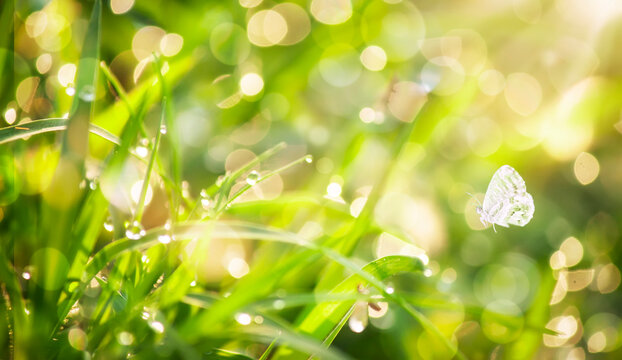Green grass with dew and butterflies on sunrise meadow. Nature spring or summer fantasy background with copy space © 5ph