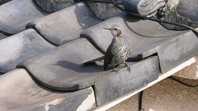 A close-up shot of a Brown-eared Bulbul flying off the edge of a Japanese rooftop in Tokyo, Japan.