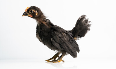 Black bantam chicks stand on a white background.