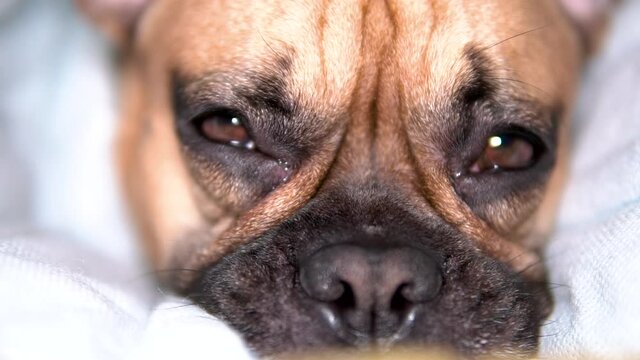 Sleepy french bulldog face super close-up he is winking with watery eyes