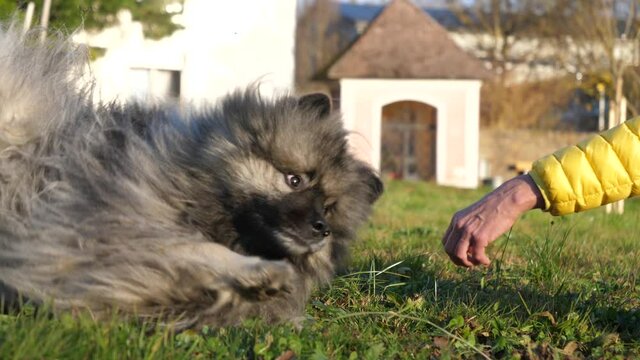 Woman move hand near dog head, give roll command to keeshond dog lying in grass. Active pet follow order, turn around.