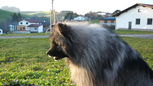 beautiful keeshond dog lies down on the green meadow and is waiting for his treats.