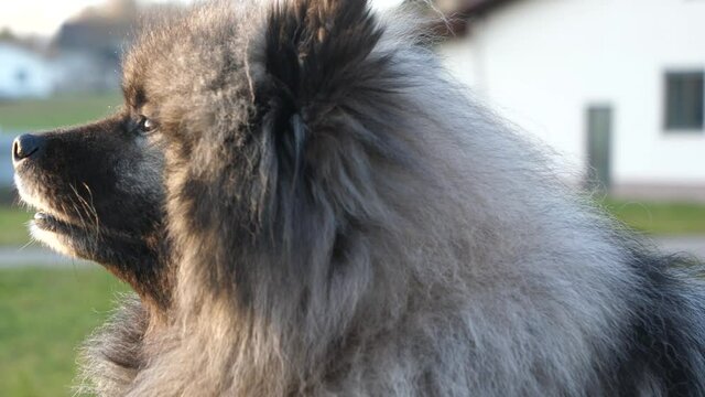 happy keeshond dog with beautiful eyes lies in the meadow and enjoys the peace. the dog is breathing out and smoke comes out of his mouth because it is cold outside.