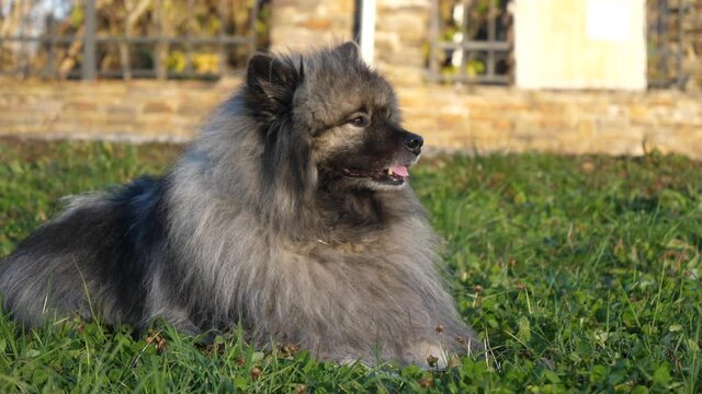 beautiful keeshond dog lies in the meadow and enjoys the peace