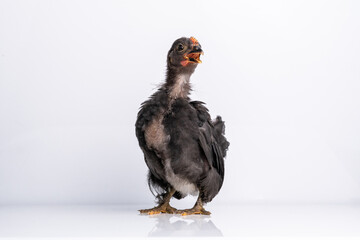 Black bantam chicks stand on a white background.