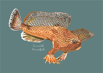 Vector Illustration of Smooth Handfish