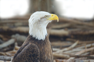 American Bald Eagle in Florida on a wood pile