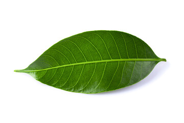 Obraz premium Green lychee leaf isolated on a white background.