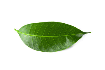 Fototapeta na wymiar Green lychee leaf isolated on a white background.