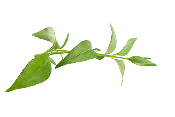 Obraz premium Green Chirayta, king of bitters leaf isolated on awhite background