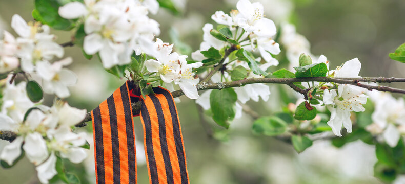 t. George's ribbon on a blossoming branch. Symbol of Victory Day 1945. Horizontal banner - Image