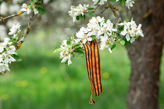 George ribbon on blossoming apple tree. Symbol of Victory Day 1945 - Image