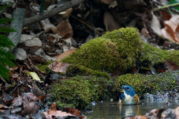 red flanked blue tail is bathing in the dark forest