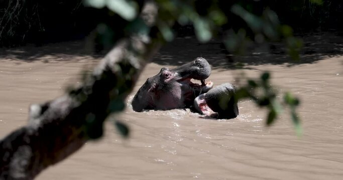 Two hippos having territorial fight while swimming on a Kenya river in East Africa, Left tracking shot
