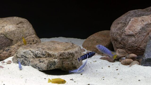 A group of colourful Malawi Mbuna rock dweller fresh water fish swimming peacefully along the bottom of a fish tank