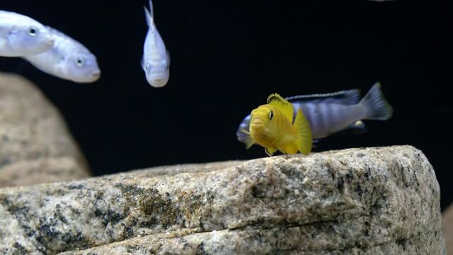 Closu up shot of a beautiful yellow female Lake Malawi mbuna hoovering over a rock in an aquarium while other fish swim about.