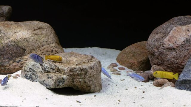 Static wide shot of colourful mbuna cichlids from Lake Malawi in Africa seen in an aquarium.