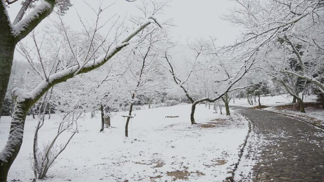 Snowy Pathway through park in Winter Scene