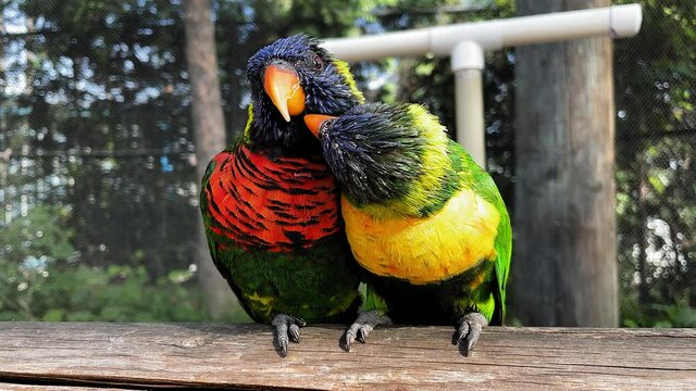 A close up shot of a couple Rainbow Lorikeets at the Aquarium of the Pacific in Long Beach Ca.