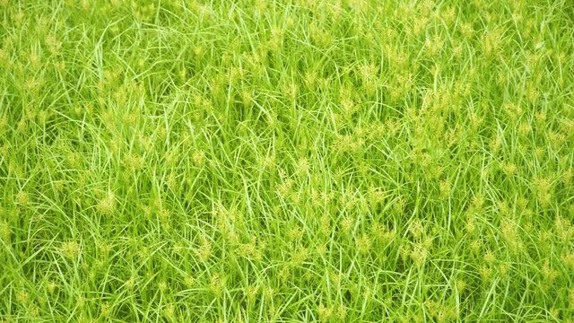 Coco-grass background during spring- Cyperus rotundus plants dancing in the wind in a wild garden.