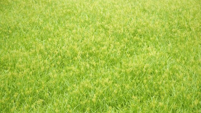 Coco-grass background during spring- Cyperus rotundus plants dancing in the wind in a wild garden.