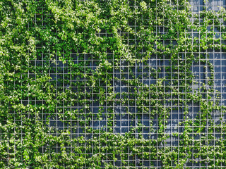 Full Frame Background of Fresh Green Climbing Plants on Metal Wire Mesh Fence