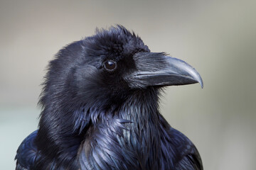 Highly detailed close up portrait of an adult Raven in Yellowstone National Park, species name...