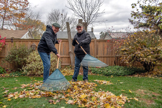 Gay senior married couple backyard autumn cleanup.