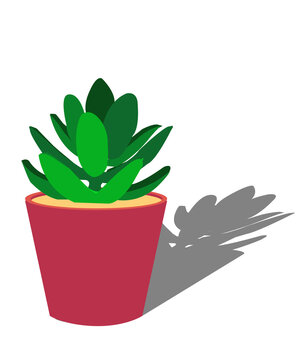 green decorative plant in pot