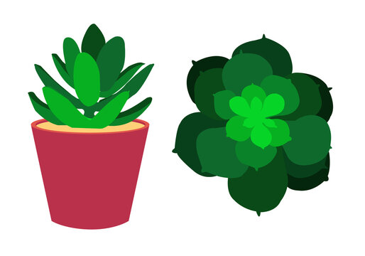 green decorative plant with flower idea