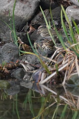 olive backed pipit in the pond