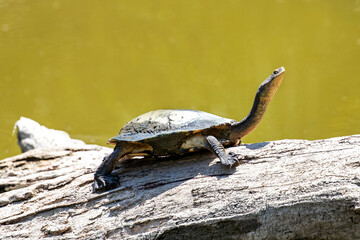 Eastern Long-necked Turtle basking on log