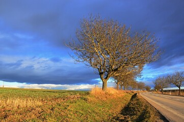 Fototapeta premium Naked broadleaf tree lane next to asphalt road, winter late afternoon day with stormy clouds emerging. Reflector posts next to the road are visible. 