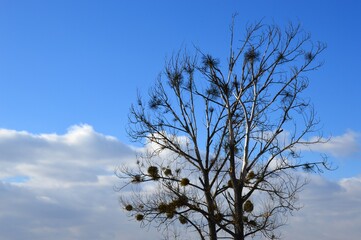 Naked broadleaf tree with European Mistletoe parasitic plant, latin name Viscum Album on branches. Blue skies with clouds in background, winter season. 