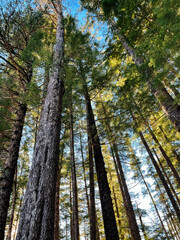 Fototapeta premium forest in autumn