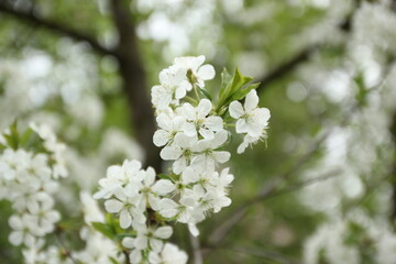 white flowers of a tree