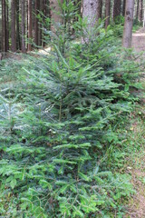green forest in the morning
