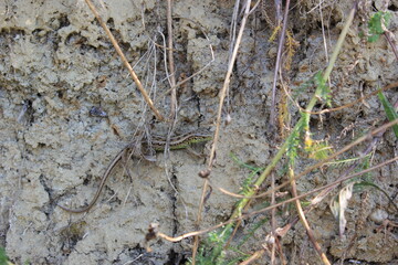 spider on the ground