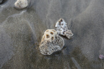 seashell on the sand