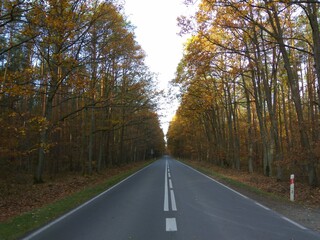 road in autumn forest