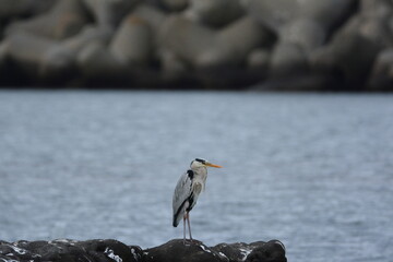 海辺のアオサギ